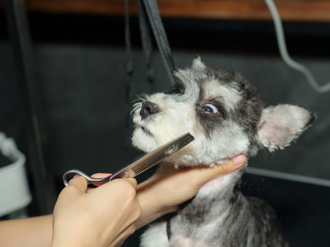 迷你雪納瑞犬