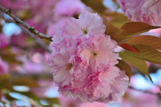 櫻花