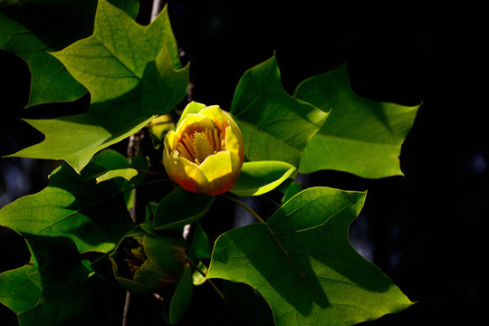 鵝掌楸開花