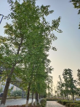 銀杏樹
