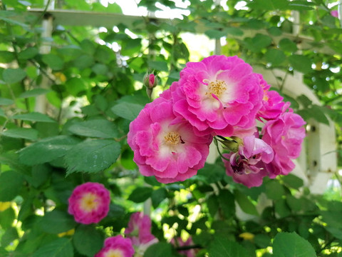 粉色蔷薇花