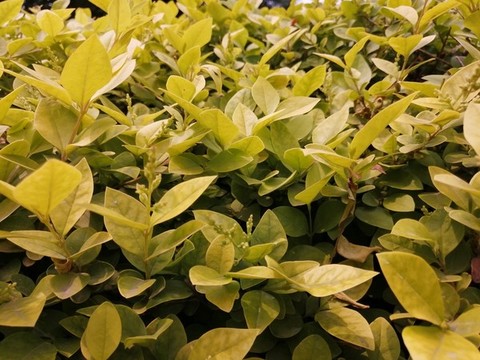 植物枝葉