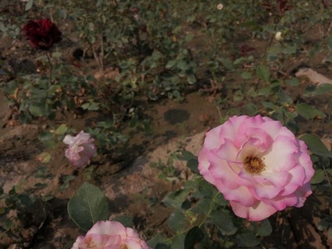 月季花玫瑰花
