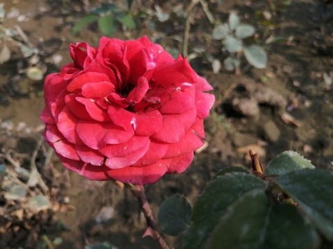 月季花玫瑰花
