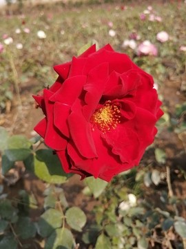 月季花玫瑰花圖