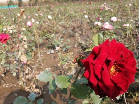 月季花玫瑰花圖