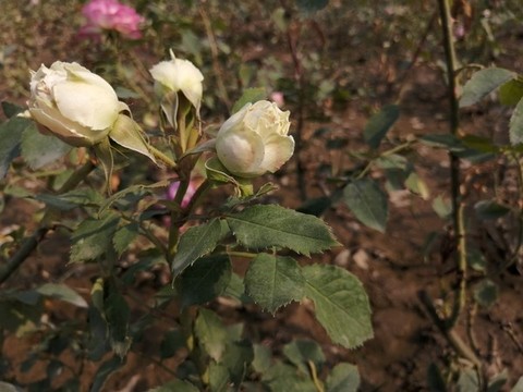 月季花玫瑰花圖