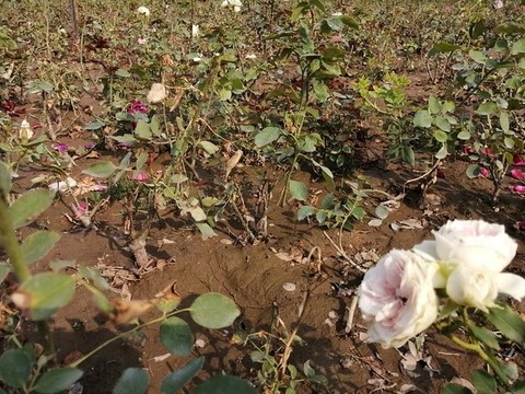 月季花玫瑰花圖