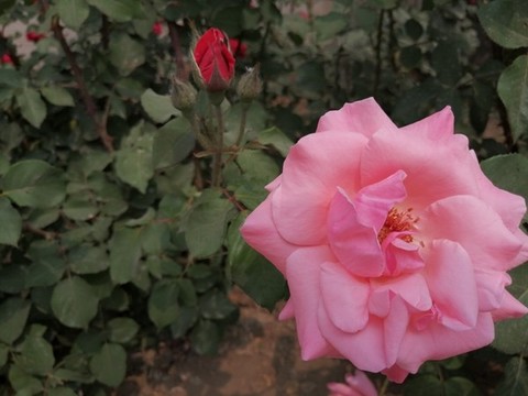 月季花玫瑰花牡丹花圖