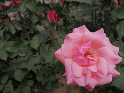 月季花玫瑰花牡丹花圖