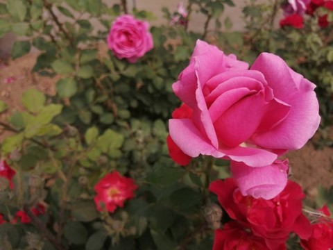 月季花玫瑰花牡丹花圖