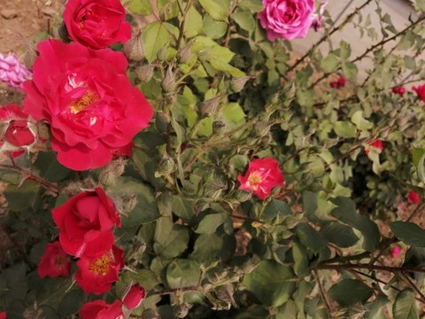 月季花玫瑰花牡丹花圖