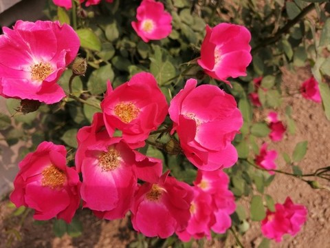 月季花玫瑰花牡丹花圖