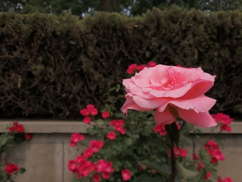 月季花玫瑰花牡丹花圖