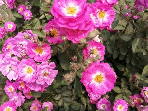 月季花玫瑰花牡丹花圖