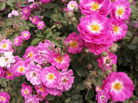 月季花玫瑰花牡丹花圖