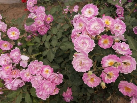 月季花玫瑰花牡丹花圖