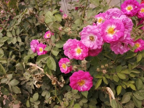 月季花玫瑰花牡丹花圖