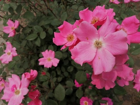 月季花玫瑰花牡丹花圖