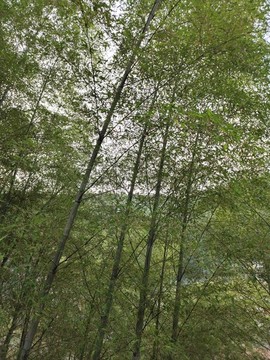 藍竹