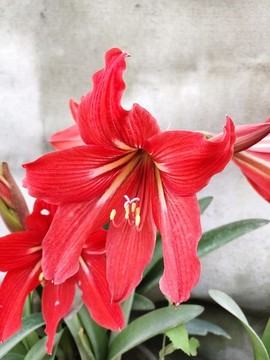 朱頂紅花開(kāi)朵朵開(kāi)
