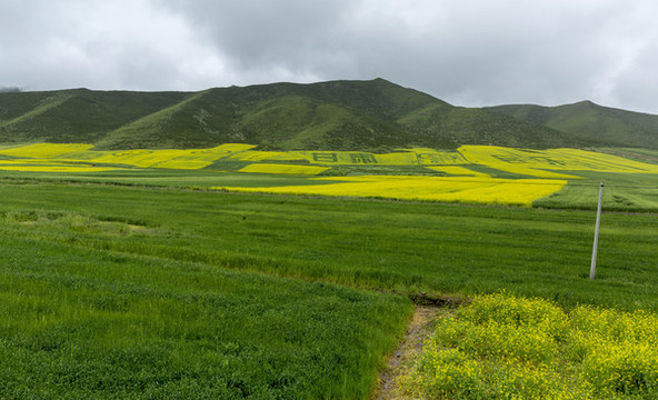 高原油菜花