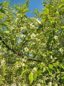 稠李花