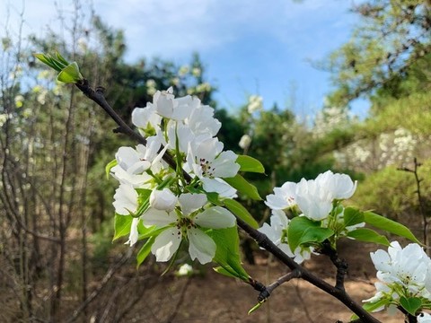 梨園春色