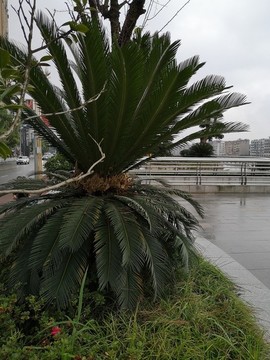 鐵樹