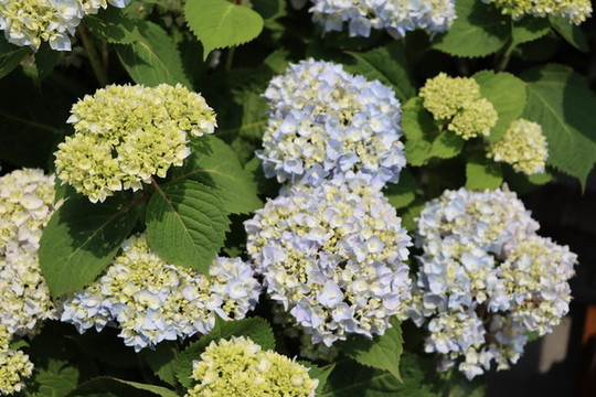 繡球花