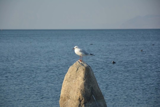 大理洱海
