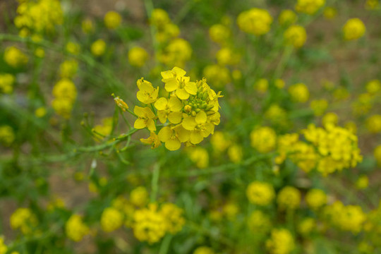 油菜花