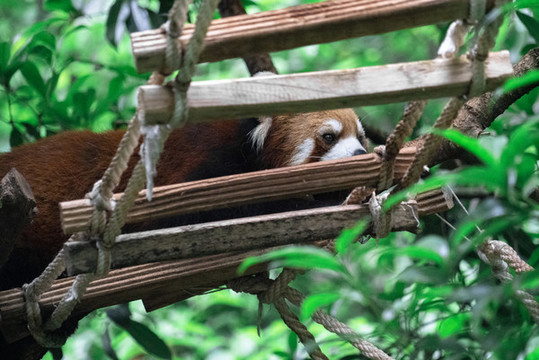 睡在吊床上的小浣熊