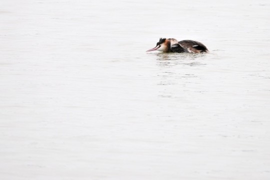 鳳頭??