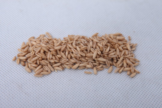 豆子