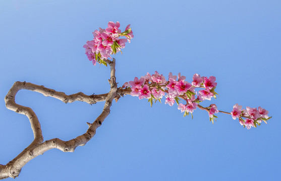 藍(lán)色背景的桃花樹枝
