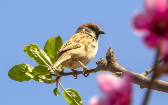 鳥(niǎo)語(yǔ)花香