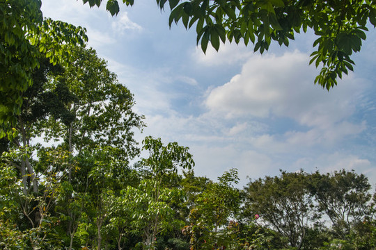 綠樹藍天