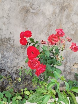 玫瑰花