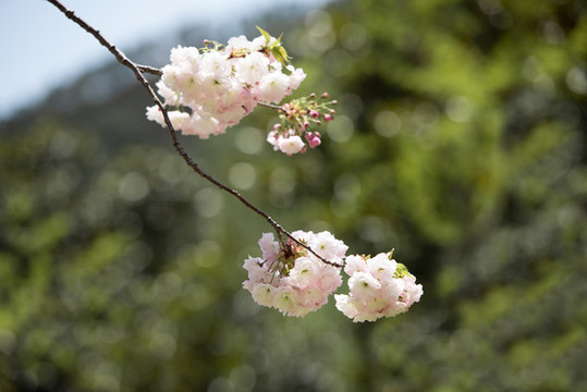雙櫻花盛開(kāi)