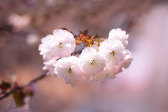 雙櫻花盛開