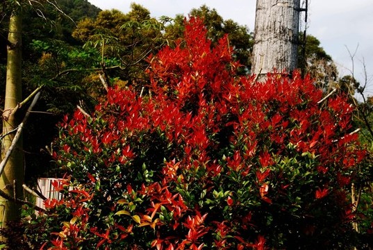 富貴紅