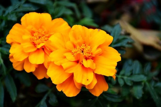 萬壽菊