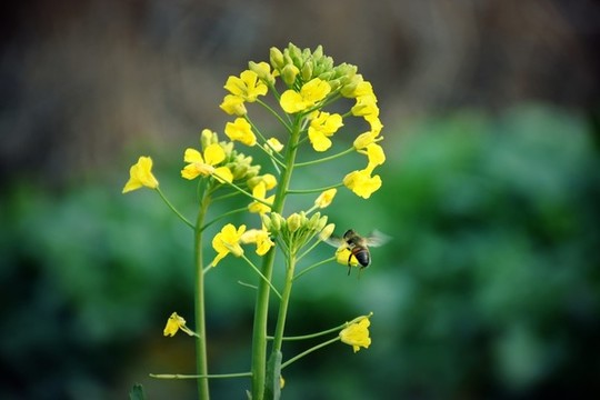 油菜花