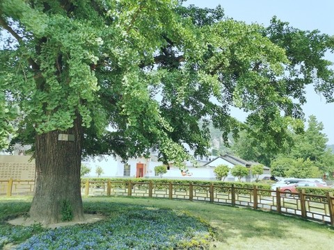 何家沖的銀杏樹