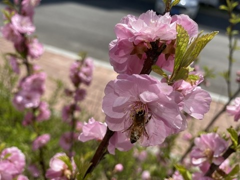 榆葉梅