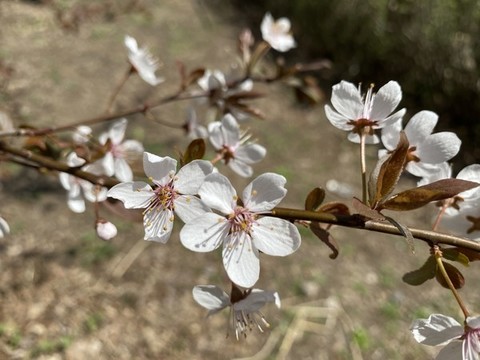 紫葉李