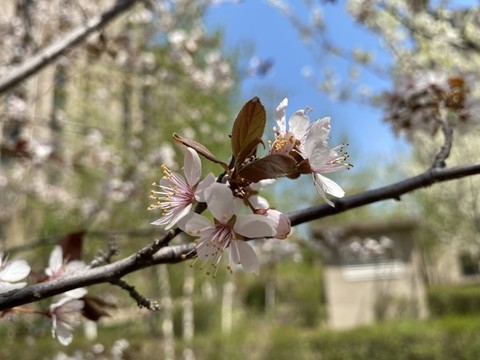 紫葉李