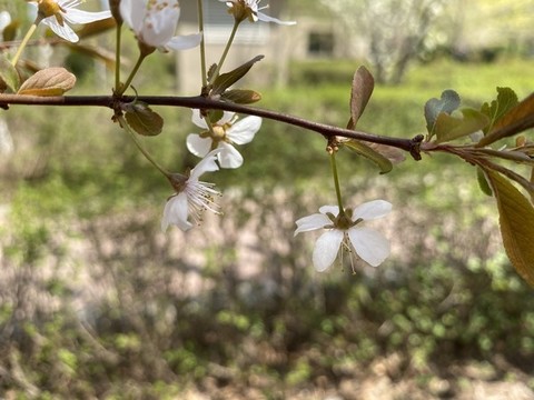紫葉李