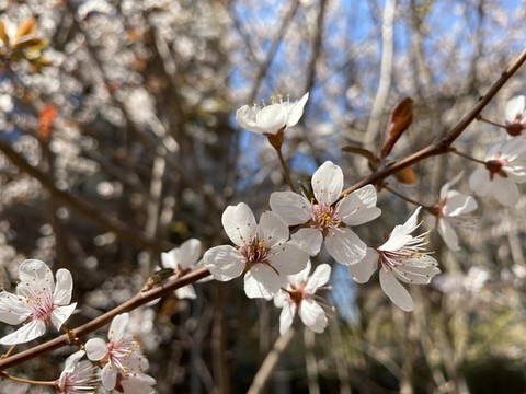 紫葉李